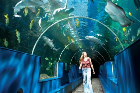 Underwater tunnel at the Oceanarium, Bournemouth